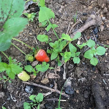 Lägenhet Le Jardin D'irene Vue Panoramique Exceptionnelle Sur La Mediterranee