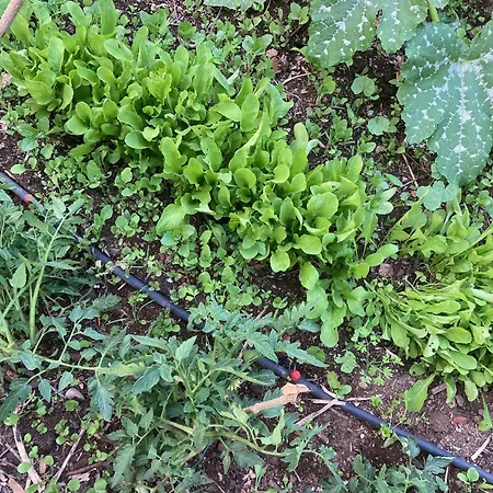 Lägenhet Le Jardin D'irene Vue Panoramique Exceptionnelle Sur La Mediterranee Cargèse