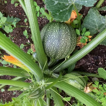 Lägenhet Le Jardin D'irene Vue Panoramique Exceptionnelle Sur La Mediterranee *