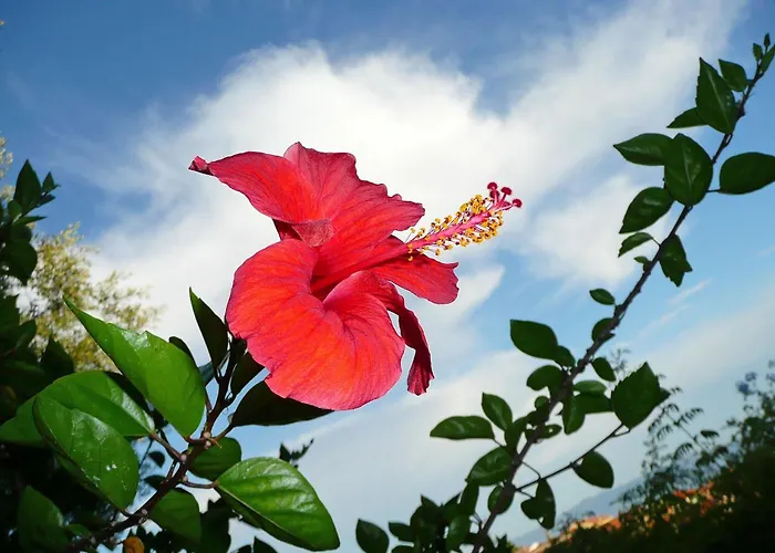 Le Jardin D'irene Vue Panoramique Exceptionnelle Sur La Mediterranee Cargèse